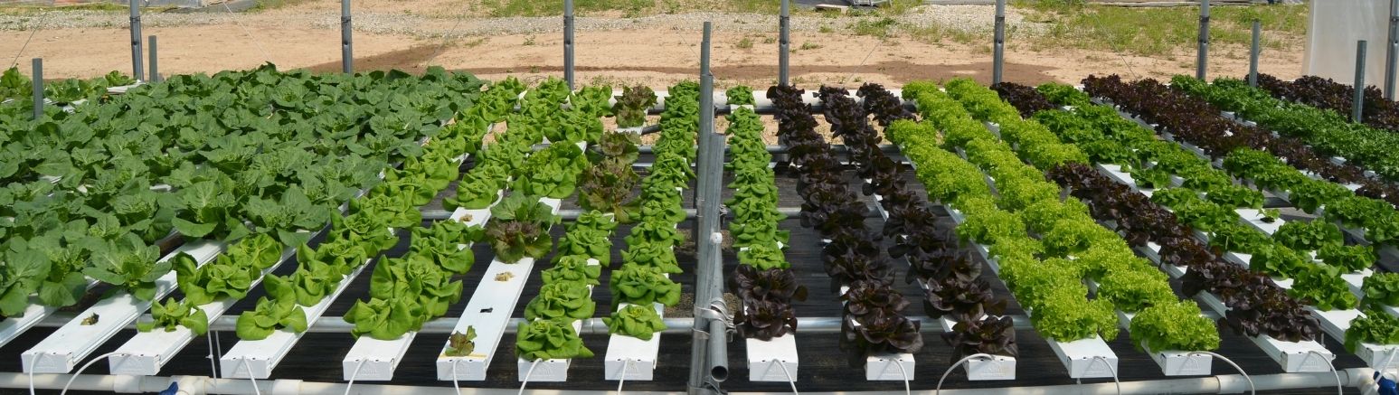 Farm - hydroponic lettuce