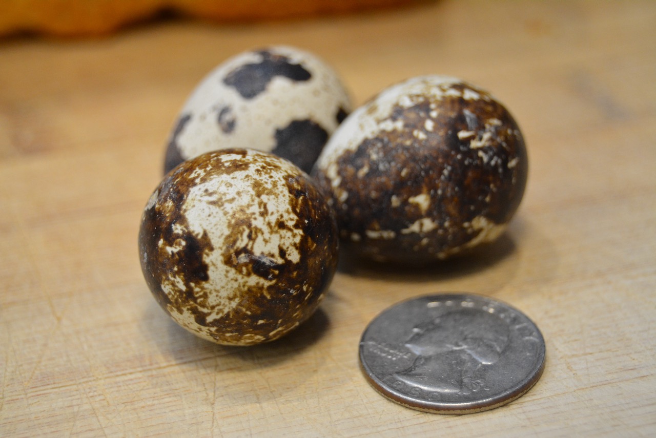 Three quail eggs next to a quarter to show relative size