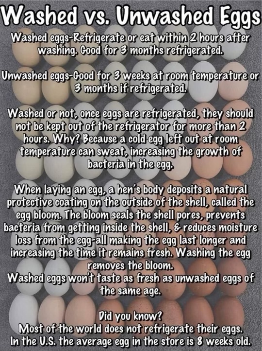 Washed Vs. Unwashed Eggs?